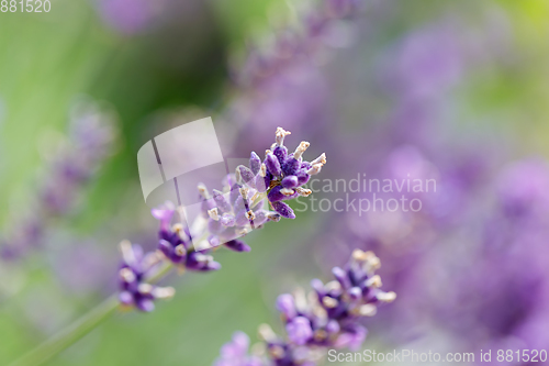 Image of summer lavender flowering in garden