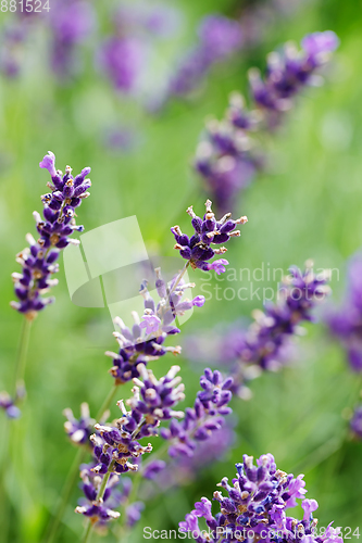 Image of summer lavender flowering in garden