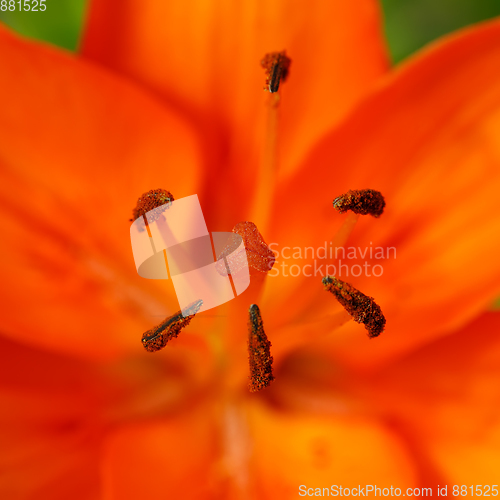 Image of Detail of flowering orange lily