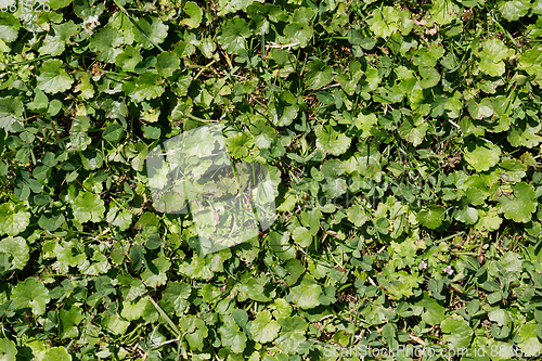 Image of green summer grass and other plant texture