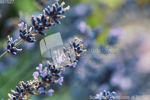 Image of summer lavender flowering in garden