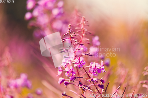 Image of Pink fireweed flowers on spring meadow