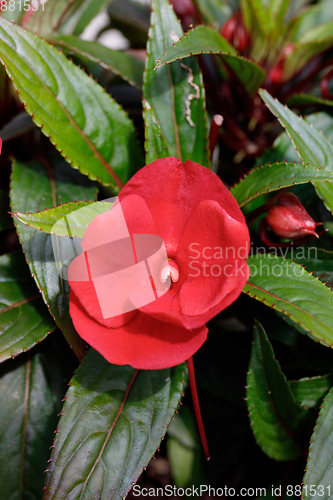 Image of Red New Guinea impatiens flowers in pots