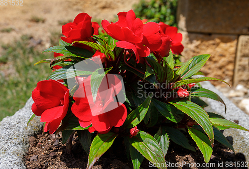 Image of Red New Guinea impatiens flowers in pots