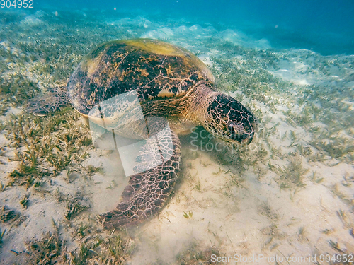 Image of Adult green sea turtle (Chelonia mydas)