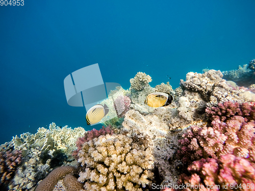 Image of Blacktail butterflyfish on Coral garden in red sea, Marsa Alam, 