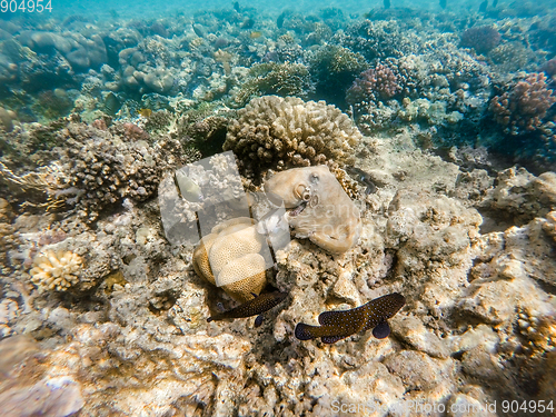 Image of reef octopus (Octopus cyanea) on coral reef