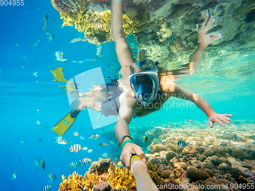 Image of Snorkel swim in shallow water with coral fish, Red Sea, Egypt