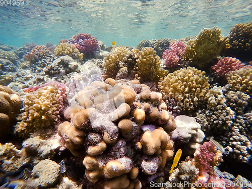 Image of Coral garden in red sea, Marsa Alam, Egypt