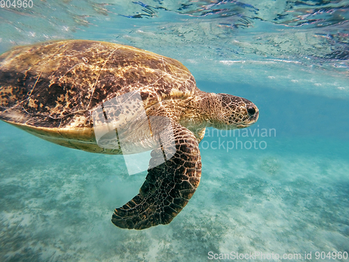 Image of Adult green sea turtle (Chelonia mydas)