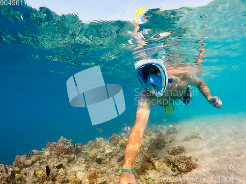 Image of Snorkel swim in shallow water with coral fish, Red Sea, Egypt