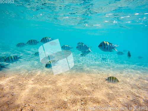 Image of group of sergeant major damselfish in red sea