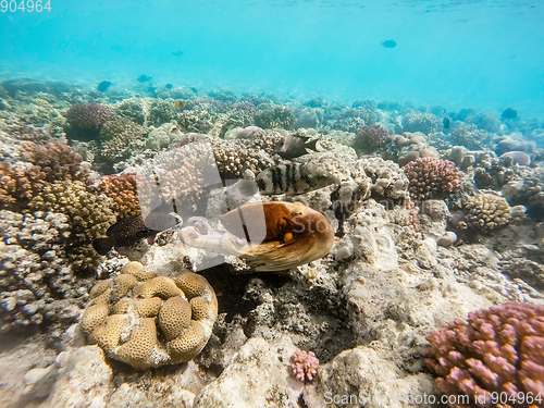 Image of reef octopus (Octopus cyanea) swim on coral reef