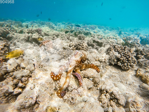 Image of reef octopus (Octopus cyanea) on coral reef