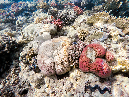 Image of Coral garden in red sea, Marsa Alam, Egypt