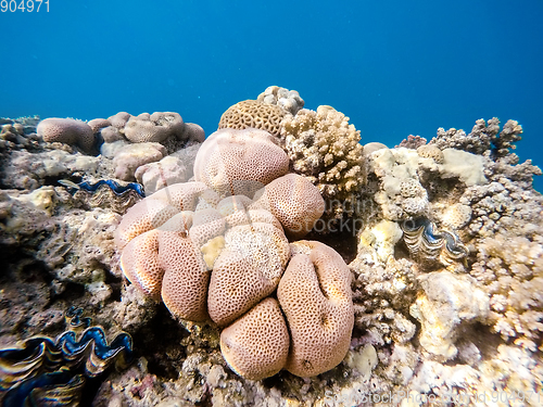 Image of Coral garden in red sea, Marsa Alam, Egypt