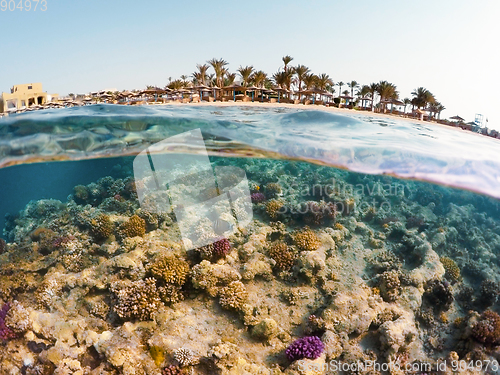 Image of Underwater surface split view of coral fish and resort beach wit
