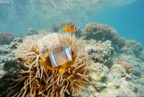 Image of clown fish near sea anemone, Red sea, marsa Alam, Egypt