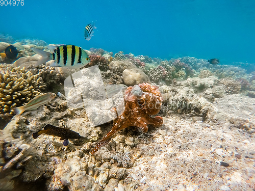 Image of reef octopus (Octopus cyanea) on coral reef