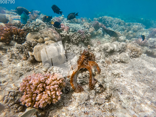 Image of reef octopus (Octopus cyanea) and fish on coral reef