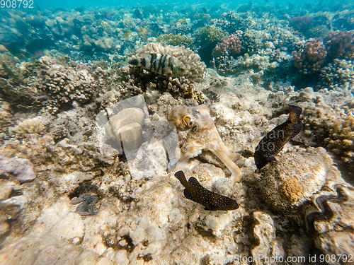 Image of reef octopus (Octopus cyanea) on coral reef