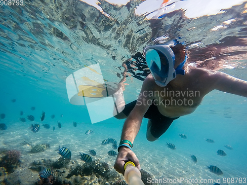 Image of Snorkel swim in shallow water with coral fish, Red Sea, Egypt