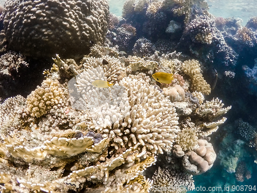 Image of Coral garden in red sea, Marsa Alam, Egypt