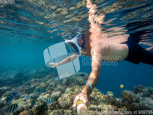 Image of Snorkel swim in shallow water with coral fish, Red Sea, Egypt