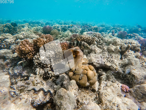 Image of reef octopus (Octopus cyanea) and fish on coral reef