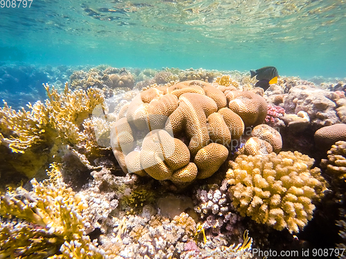 Image of Coral garden in red sea, Marsa Alam, Egypt