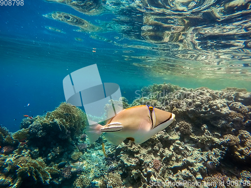 Image of Arabian Triggerfish on coral garden in red sea, Egypt