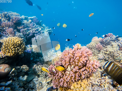 Image of school of fish on coral garden in red sea, Egypt