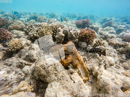 Image of reef octopus (Octopus cyanea) and fish on coral reef