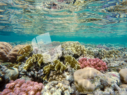 Image of Coral garden in red sea, Marsa Alam, Egypt