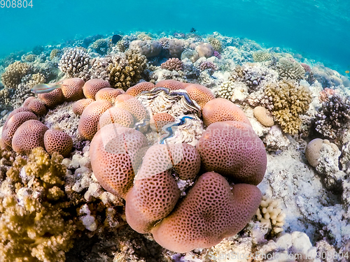 Image of Coral garden in red sea, Marsa Alam, Egypt