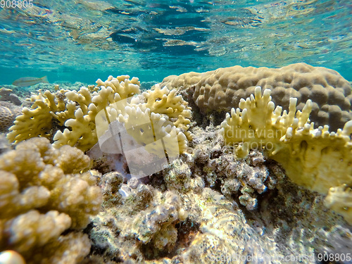 Image of Coral garden in red sea, Marsa Alam, Egypt