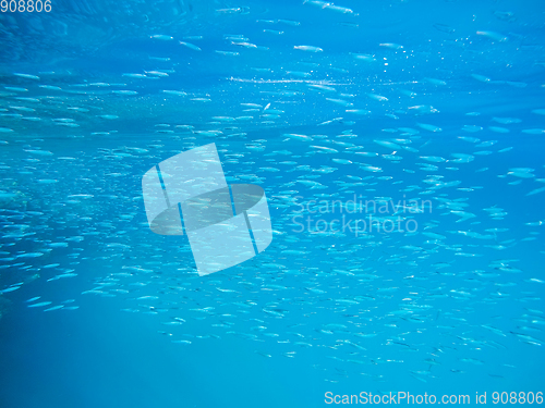 Image of school of fish in red sea, Egypt