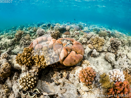 Image of Coral garden in red sea, Marsa Alam, Egypt