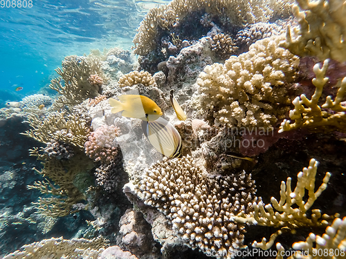 Image of Sulphur Damselfish and Blacktail butterflyfish fish on coral gar