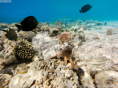 Image of reef octopus (Octopus cyanea) and fish on coral reef