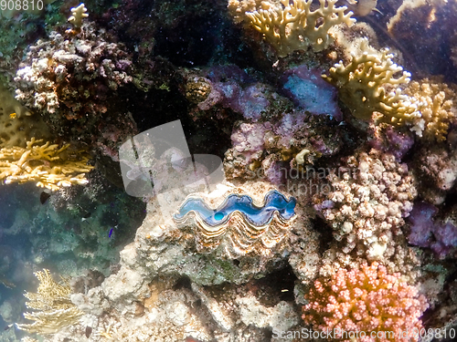 Image of Coral garden in red sea, Marsa Alam, Egypt