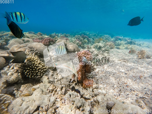 Image of reef octopus (Octopus cyanea) and fish on coral reef