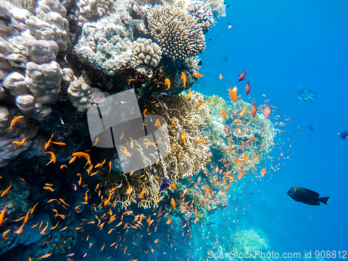 Image of school of fish on coral garden in red sea, Egypt