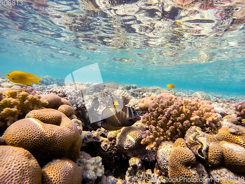 Image of Red Sea sailfin tang fish on coral garden in red sea, Egypt