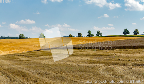 Image of summer partially harvested wheat field
