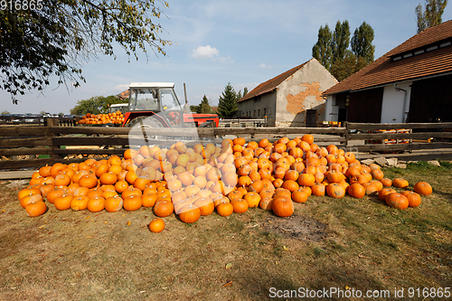 Image of ripe autumn pumpkins on the farm