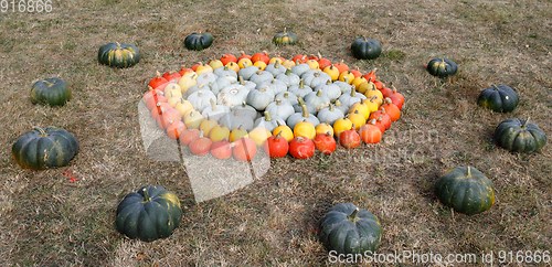 Image of Ripe autumn pumpkins ornaments on the farm