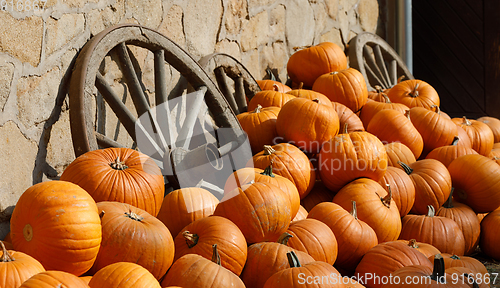 Image of ripe autumn pumpkins on the farm