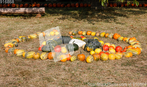 Image of Ripe autumn pumpkins ornaments on the farm