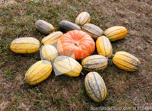 Image of Ripe autumn pumpkins ornaments on the farm
